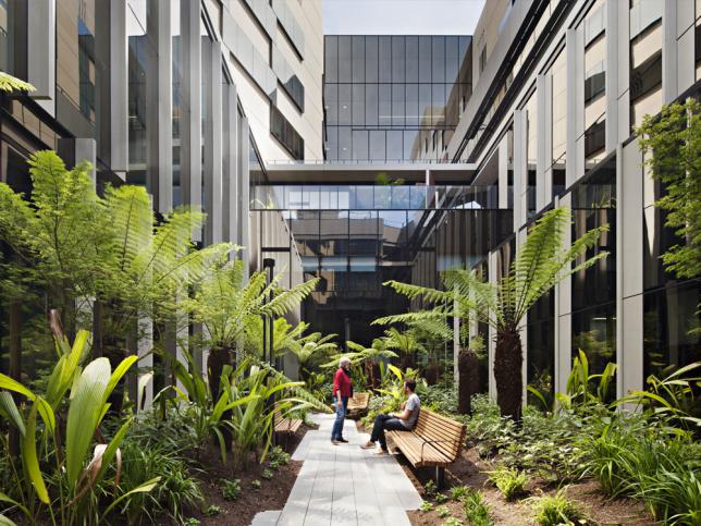 A courtyard filled with tree ferns at Bendigo Hospital
