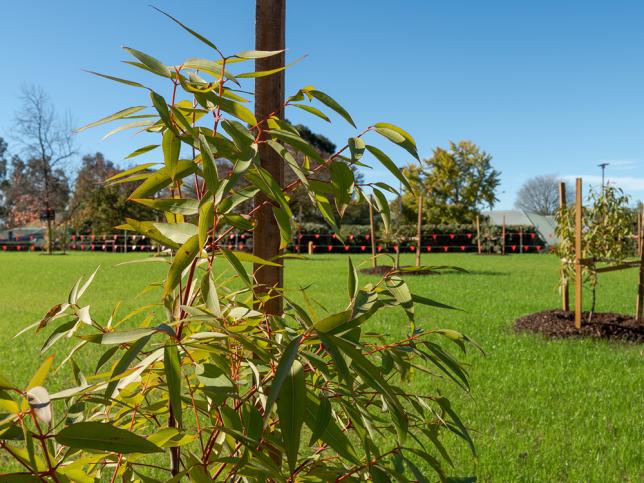 Young eucalyptus tree planted in a landscaped lawn at the Bendigo Day Rehabilitation Centre.
