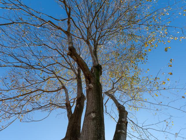 Mature tree canopy viewed from below against a clear blue sky at the Bendigo Day Rehabilitation Centre.