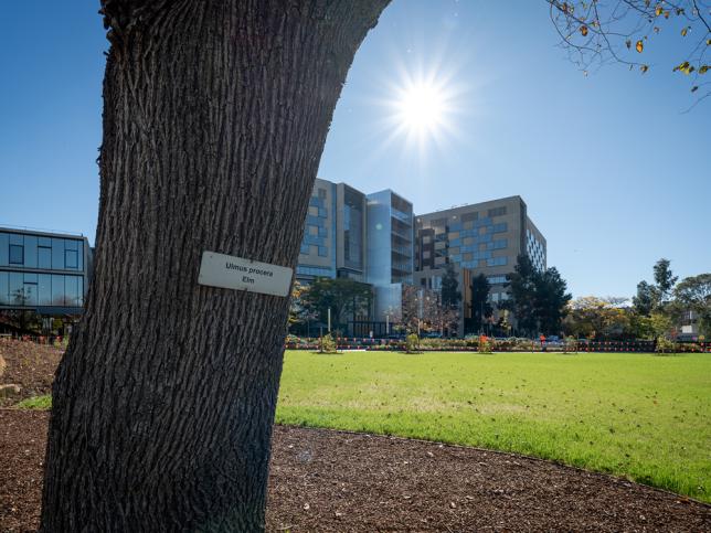 Mature elm tree and landscaped lawn in front of the Bendigo Day Rehabilitation Centre building.