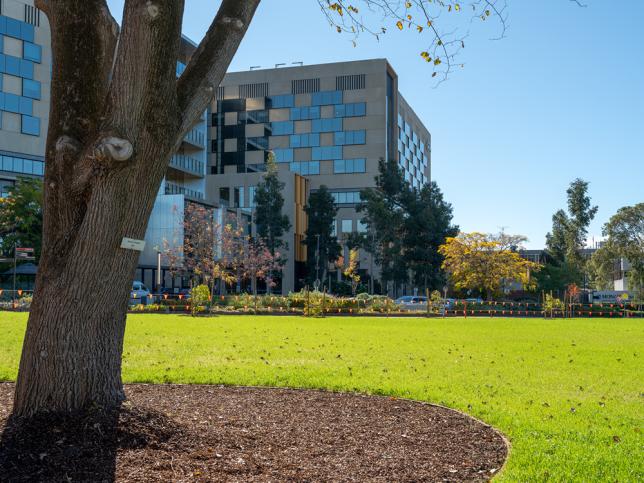 Landscaped open lawn and mature elm tree beside the Bendigo Day Rehabilitation Centre.