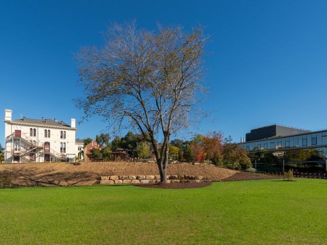 Open green space with a mature tree and landscaped gardens at the Bendigo Day Rehabilitation Centre.