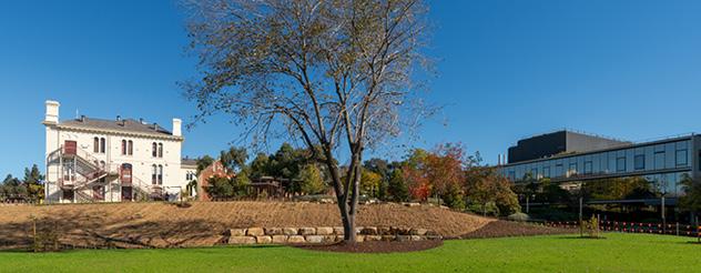 Landscaped open green space and mature tree at the Bendigo Day Rehabilitation Centre.